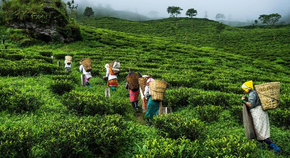 Tea Plantations